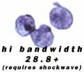 Hi Bandwith Path for DWA Art