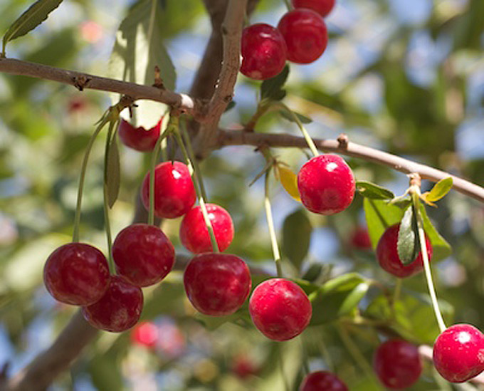 Sour cherries grow in the artist’s family garden in Dar ul-Aman, Afghanistan. Photo by Mariam Ghani, 2013.