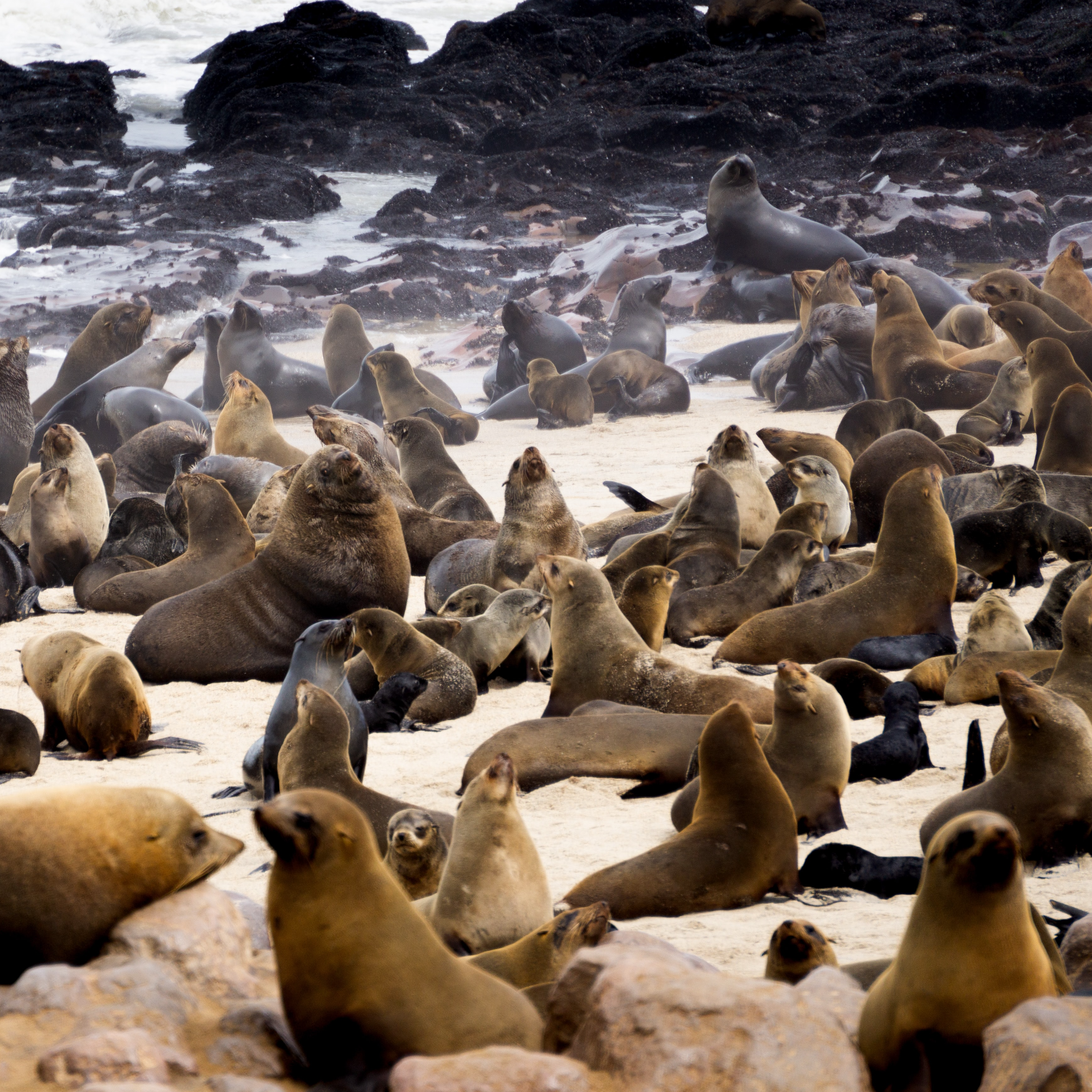 A large group of seals on the beach.